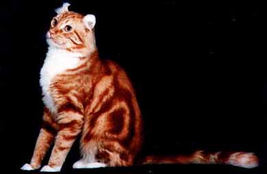 Американский кёрл