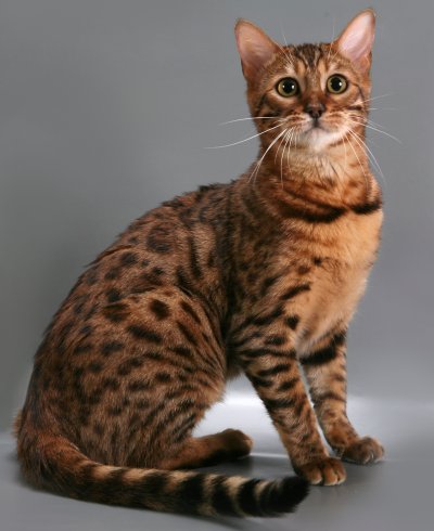 Бенгальская кошка (бенгал)